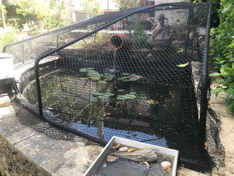 Protéger son bassin de poissons rouges
