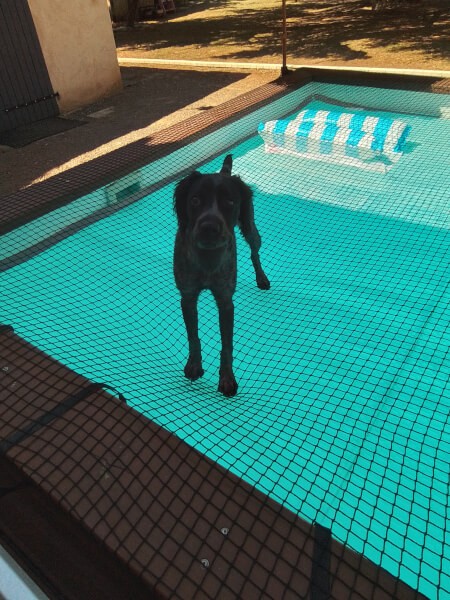 Filet de protection noir sur piscine pour chiot et chaton
