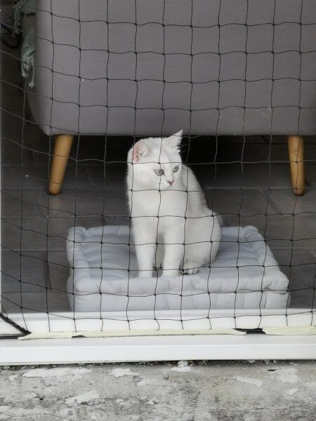 Sécuriser une porte fenêtre avec un filet de protection pour chat