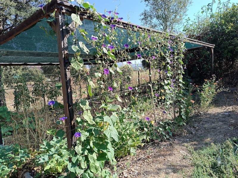 Filet de palissage sur une pergola pour ipomées