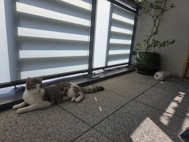 Filet de protection pour chat économique - Mailles 50 mm envoyé par un client