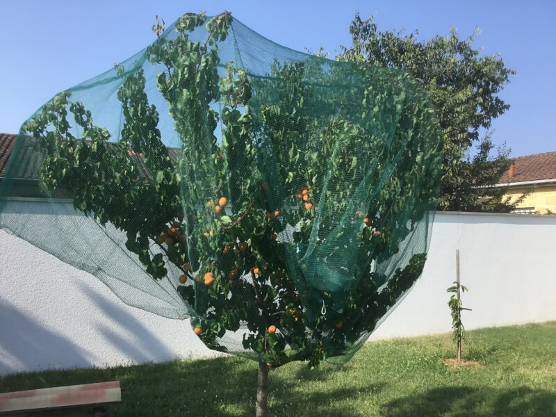 Filet de protection pour arbre fruitier signé Jardin et Saisons