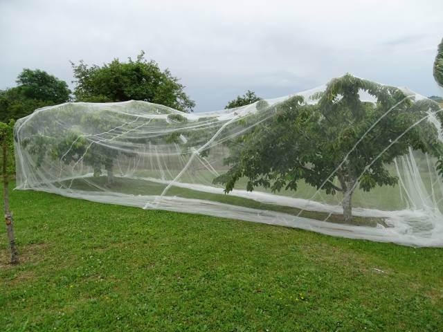 Filet-protection noir avec oeillets, jardin, arbre fruitier