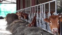 Filet brise-vent - Filtration très forte - Filtration très forte (± 90%) - Très efficace contre la pluie