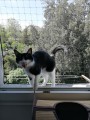 Filet de protection pour chat économique - Mailles 50 mm - ∅ 1 à 1,3 mm