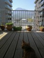 Filet de protection pour chat économique - Mailles 50 mm - ∅ 1 à 1,3 mm