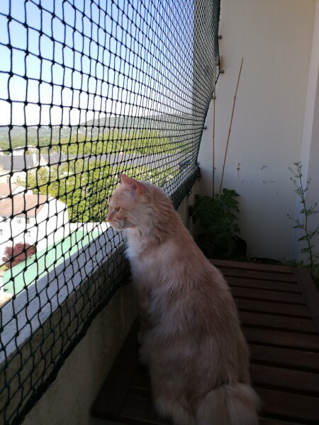 Filet de protection robuste pour chats pour balcon