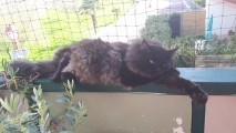 Filet de protection pour chat économique - Mailles 50 mm - ∅ 1 à 1,3 mm