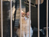 Filet de protection pour chat économique - Mailles 50 mm - ∅ 1 à 1,3 mm