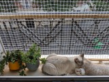 Filet de protection pour chats robuste - Mailles 25 x 25 mm - ∅ 1,8 mm - Câblé noué