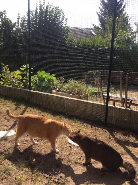 Filet De Protection Pour Chats Mailles 25 X 25 Mm La Fabrique A Filets