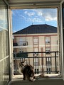 Filet de protection pour chat économique - Mailles 50 mm - ∅ 1 à 1,3 mm