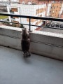 Filet de protection pour chat économique - Mailles 50 mm - ∅ 1 à 1,3 mm