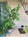 Filet de protection pour chat économique - Mailles 50 mm - ∅ 1 à 1,3 mm