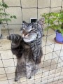 Filet de protection pour chat économique - Mailles 50 mm - ∅ 1 à 1,3 mm