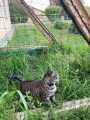 Filet de protection pour chat économique - Mailles 50 mm - ∅ 1 à 1,3 mm