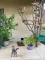 Filet de protection pour chat économique - Mailles 50 mm - ∅ 1 à 1,3 mm