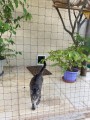 Filet de protection pour chat économique - Mailles 50 mm - ∅ 1 à 1,3 mm