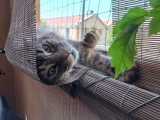 Filet de protection pour chat économique - Mailles 50 mm - ∅ 1 à 1,3 mm