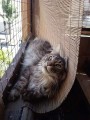 Filet de protection pour chat économique - Mailles 50 mm - ∅ 1 à 1,3 mm