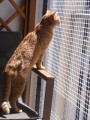 Filet de protection pour chats robuste - Mailles 25 x 25 mm - ∅ 1,8 mm - Câblé noué