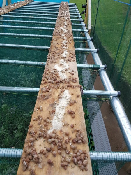 Filet anti-insectes posé en rideaux dans un parc d'un micro élevage à escargots 