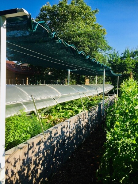 voile d'ombrage au dessus d'un bac de croissance de légumes 
