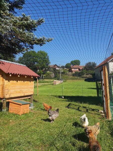 Filet volière pour poules, pigeons, faisans et volailles