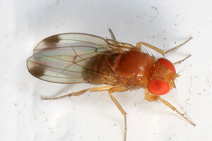 Drosophilia