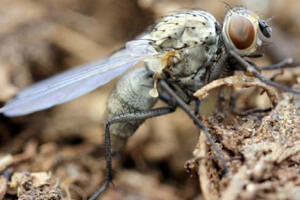 Mouches des semis (Delia platura)