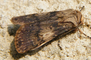 Noctuelles (ipsilon, des moissons, du chou)