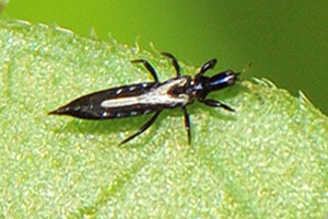 Thrips sur feuille