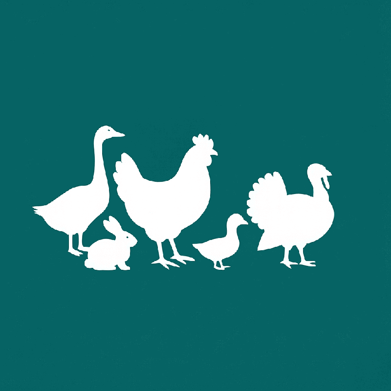 Filet de protection et enclos pour poules, lapins et basse-cour