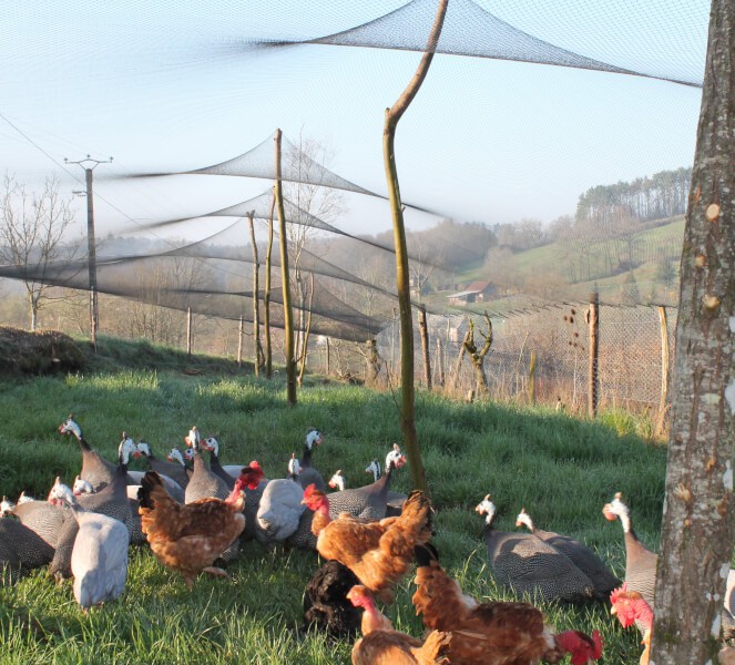 kit filet pour poulailler avec piquets pour créer un enclos à poules -  Poulailler Design