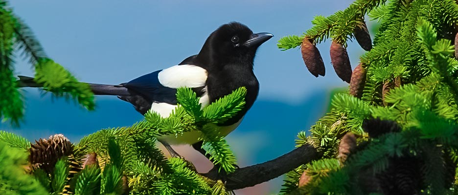 guide filet volière / anti-oiseaux