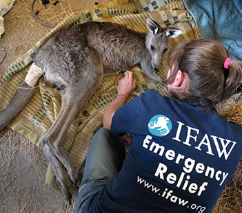 un kangourou soigné par un vétérinaire IFAW