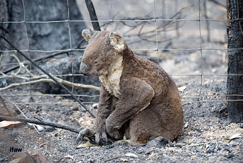 un koala blessé dans les cendres