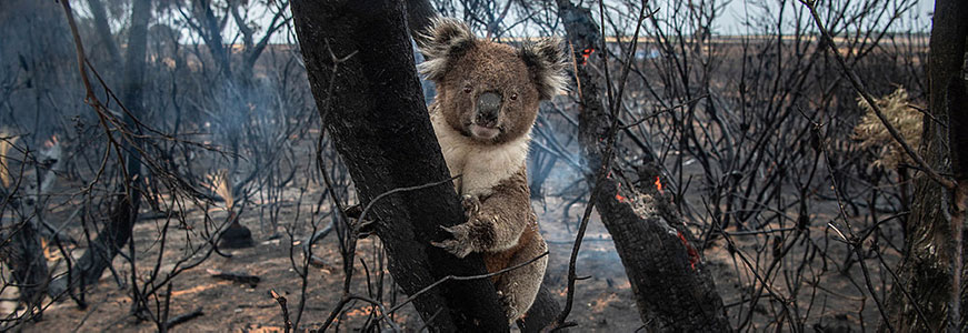 un koala sur une branche d'arbre brulée